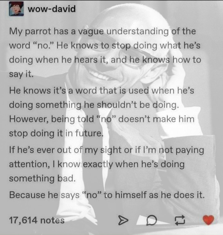 This meme is a screenshot of a Reddit post from a user named "david" (not the actual David), where they share a humorous anecdote about their pet parrot's understanding of the word "no". The text reads: "My parrot has a vague understanding of the word 'no'. He knows to stop doing what he's doing when he hears it, and he knows how to say it." The post is accompanied by a photo of a person (not the actual David) with a puzzled expression, and a caption that reads "I can relate".